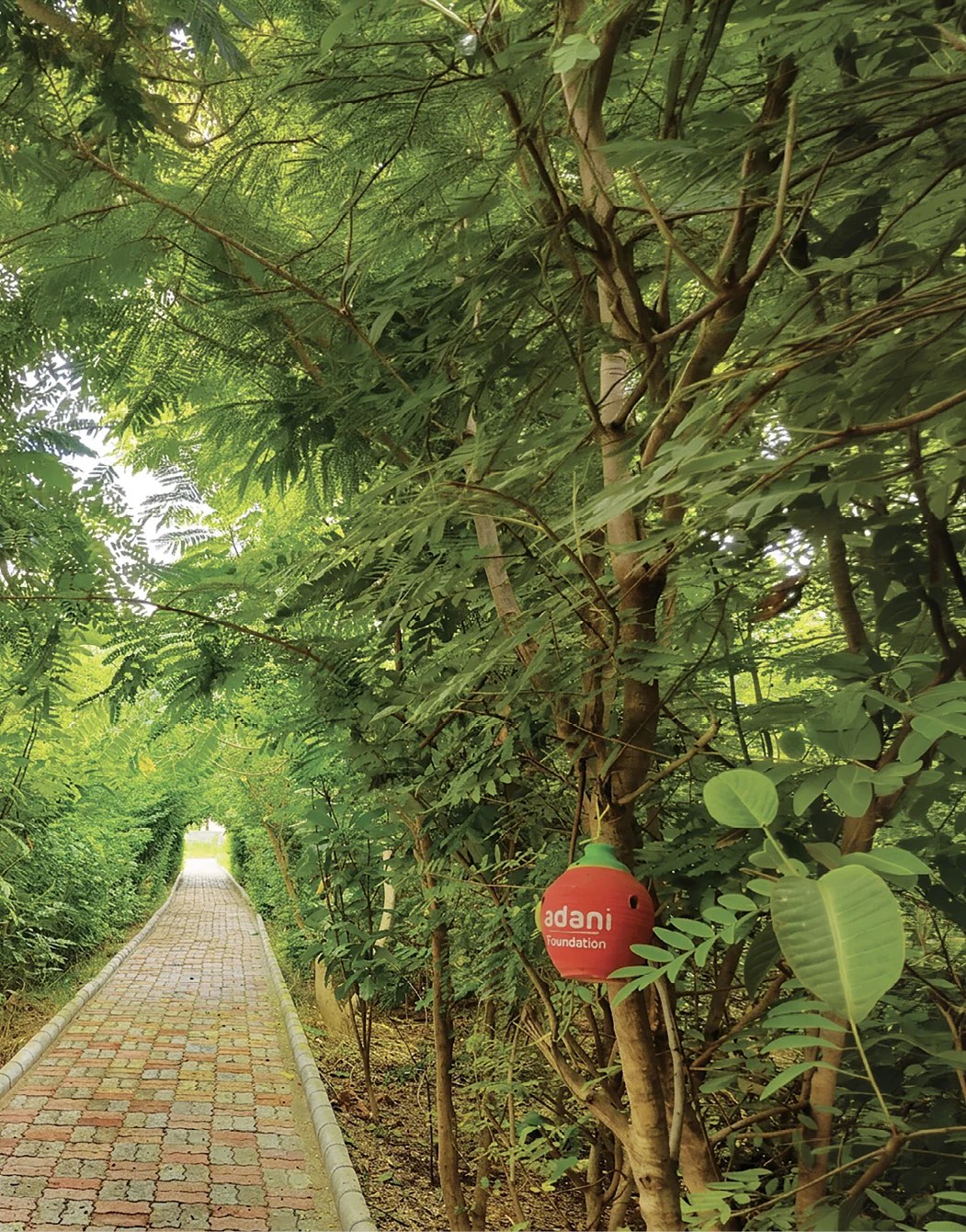A brick pathway winding through a dense Adani Foundation plantation with a foundation-branded earthen planter
