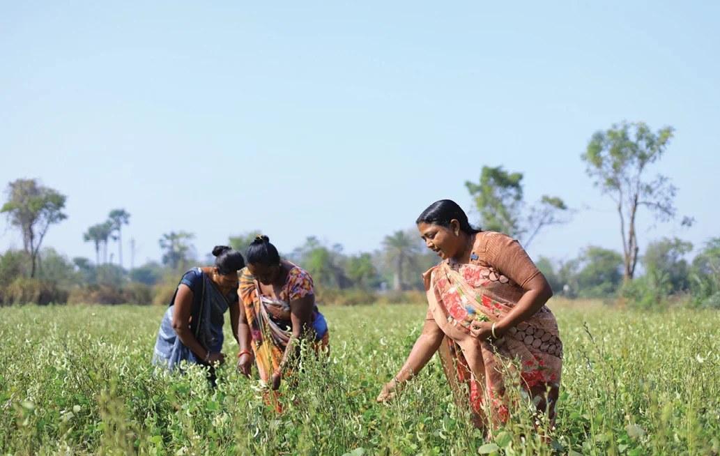 Women harvesting pulses in a field under the Adani Foundation's climate-resilient farming initiative