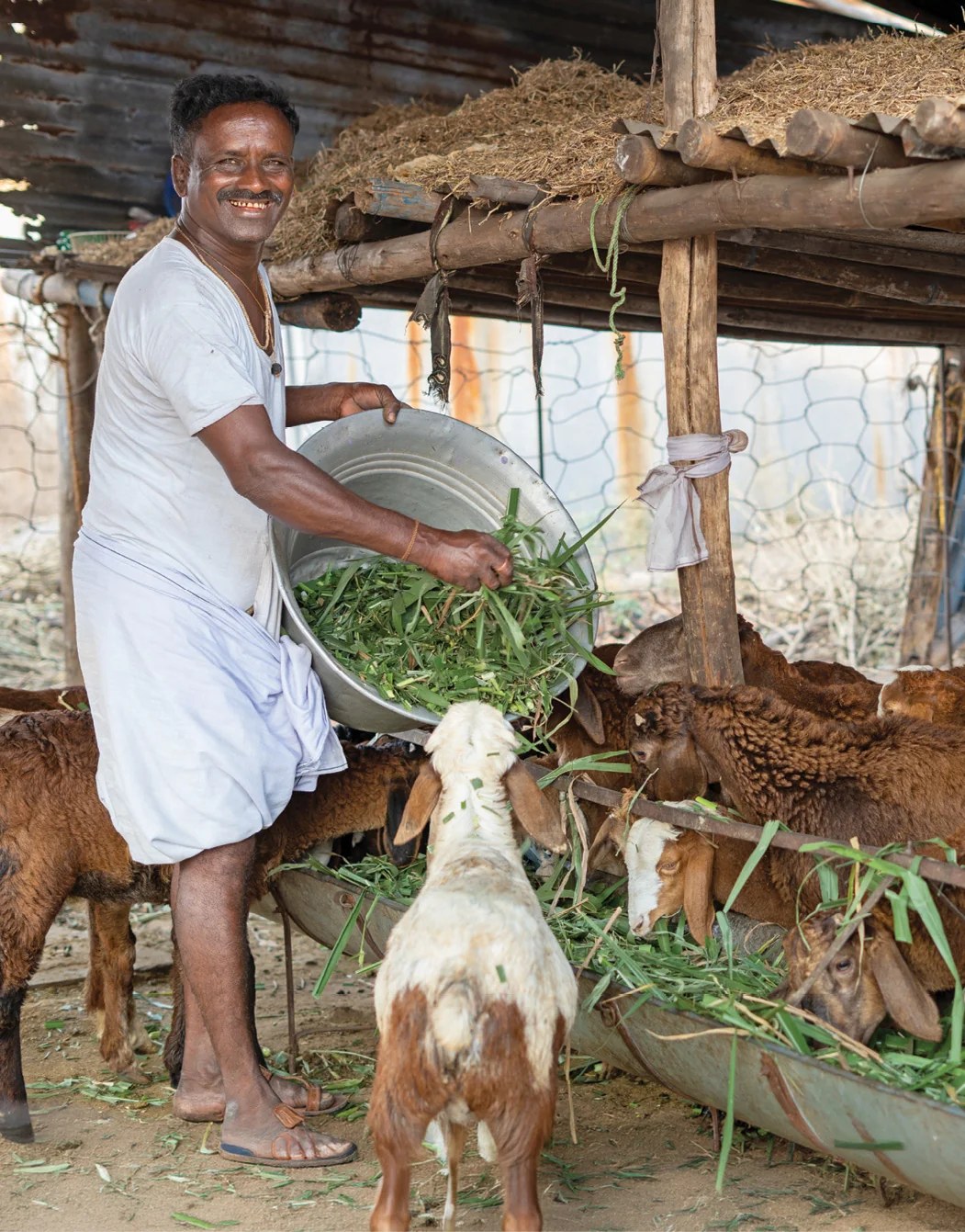 A farmer feeding fresh fodder to his goats in a livestock shed